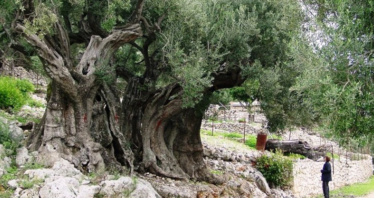 Cómo un olivo | JardinCelas