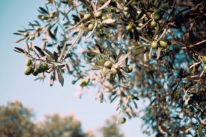 como podar un olivo
