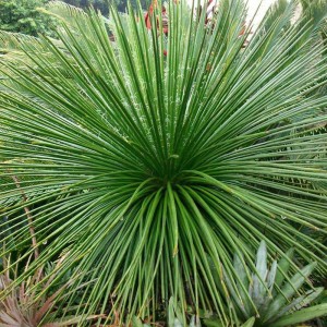 Suculentas JardinCelas Agave Geminiflora