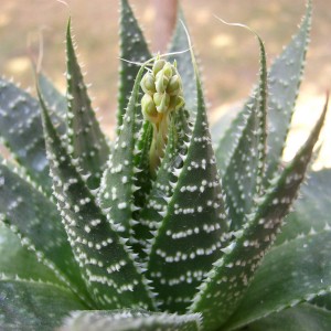 Suculentas JardinCelas Aloe Aristata