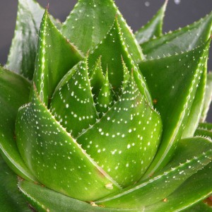 Suculentas JardinCelas Aloe Cosmos