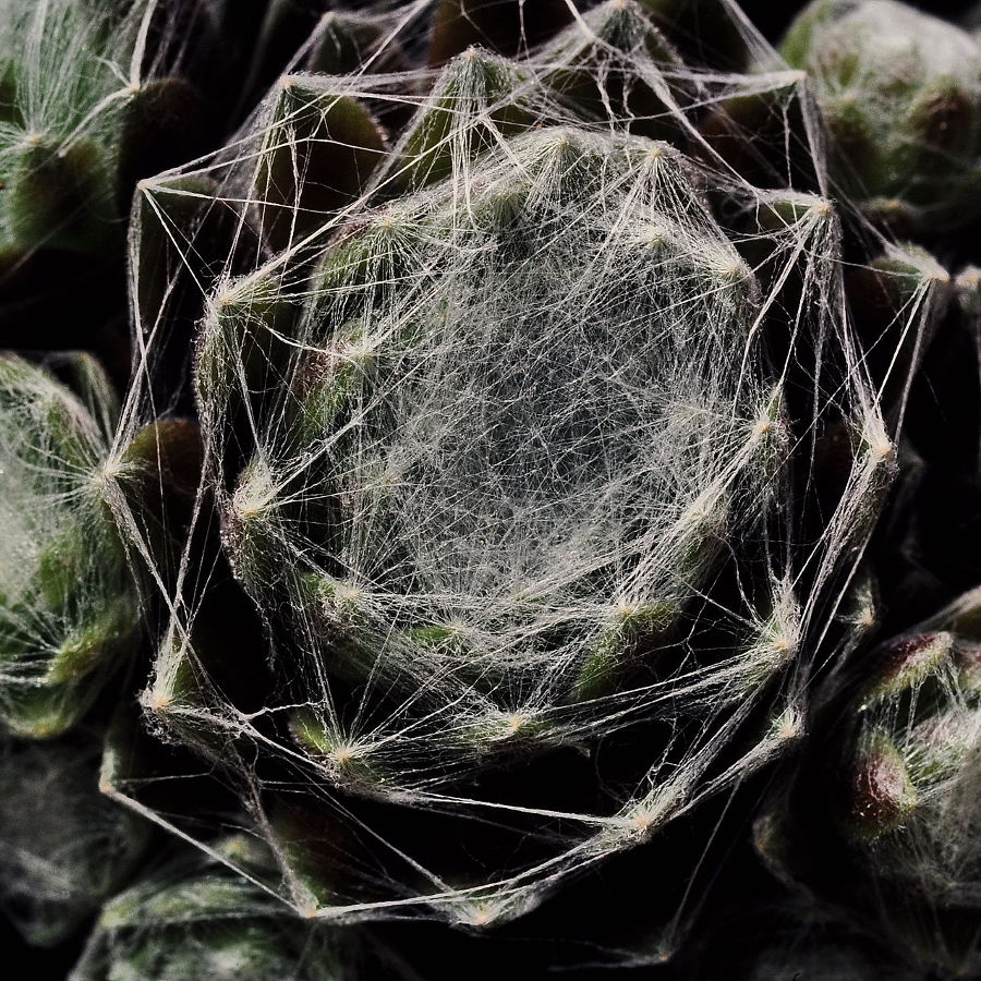 Sempervivum suculentas