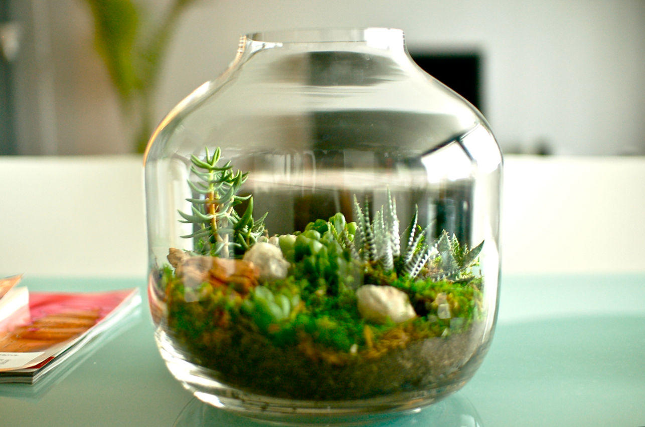 mini terrario de suculentas